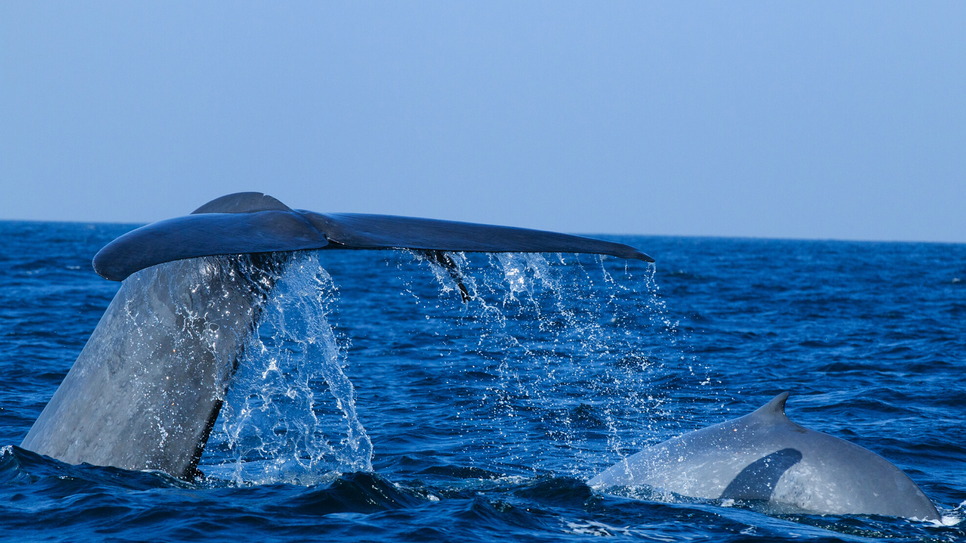 whale-watching-mirissa-sri-lanka-luxe-ceylon